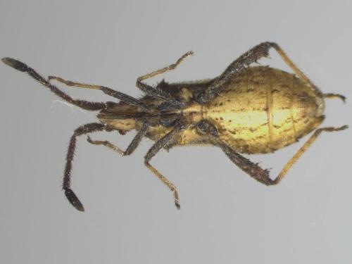 Réf. 337 173 : Coriomeris sp.